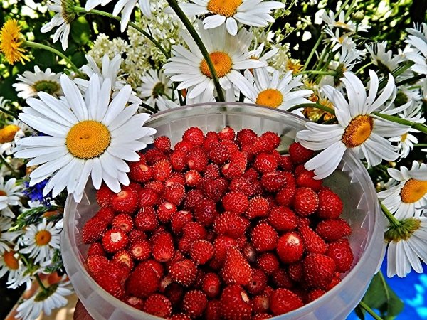Букет земляники и ромашек