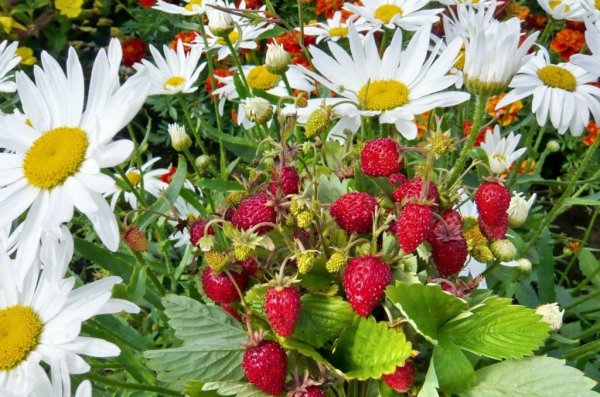 Букет полевых цветов и земляники