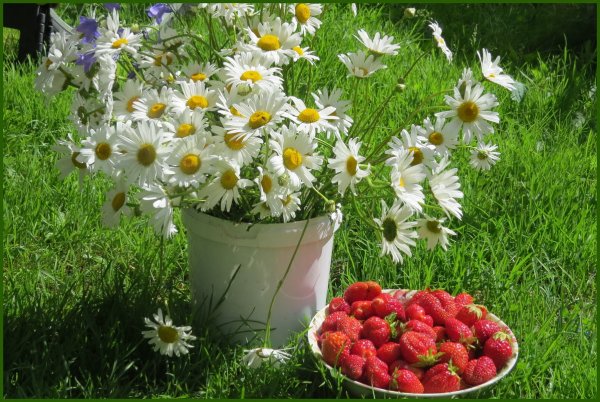 Букет земляники и ромашек