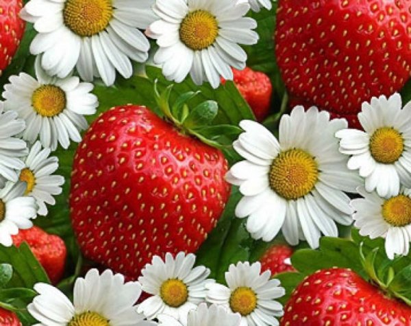 Клубника и ромашки