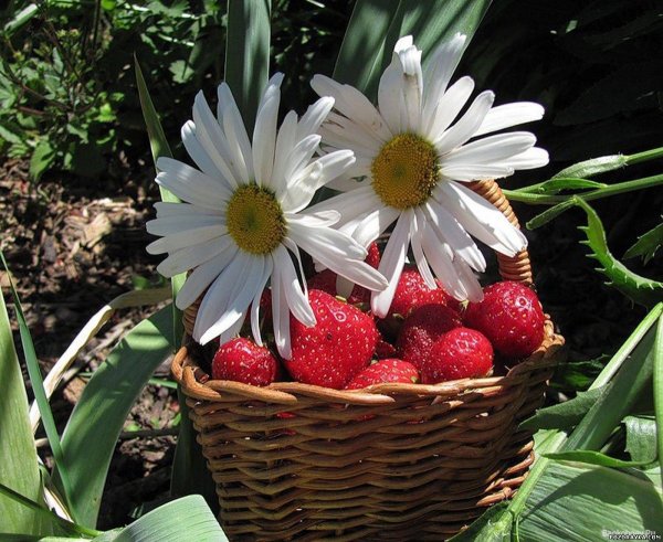 Ромашки и ягоды