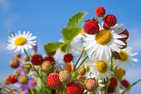 Красивые полевые цветы и ягоды