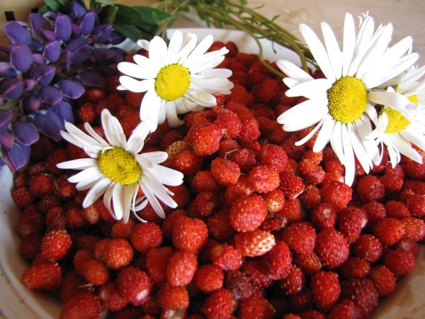 Ромашки и ягоды