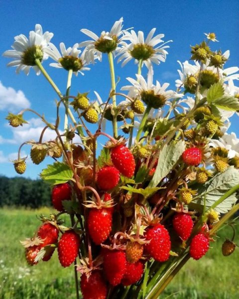 Лето природа земляника