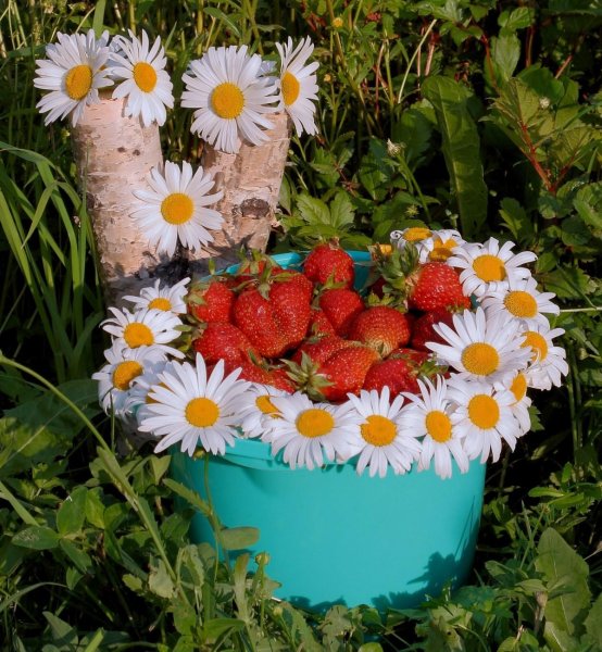 Ромашки и земляника