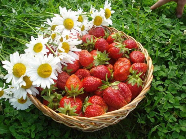 Корзины с земляникой и ромашками
