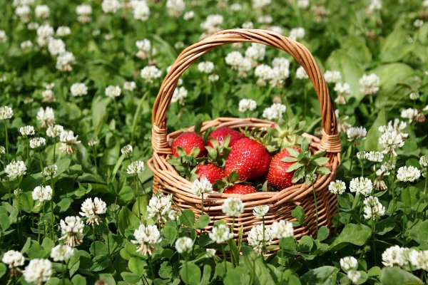 Клубника Клевер