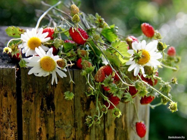 Лето полевые цветы ягоды