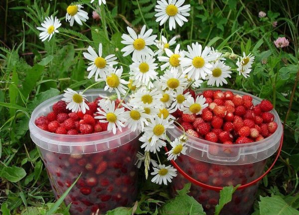 Полевые цветы и земляника