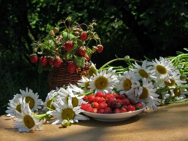 Ромашки и земляника