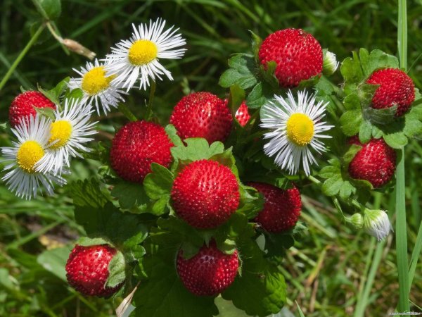 Корзина с цветами