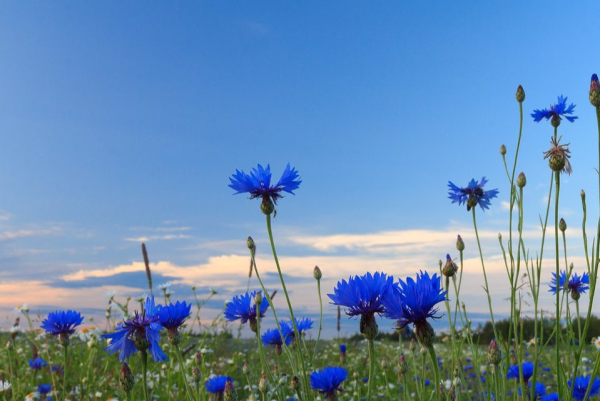 Васильковое поле и в глазах васильки