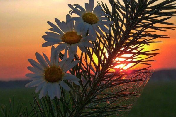 Доброго августовского вечера