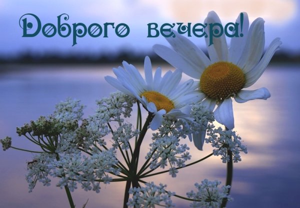 Добрый вечер ромашки