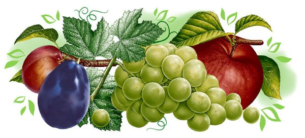 Плодово ягодные на прозрачном фоне