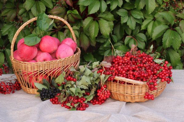 Лесной урожай