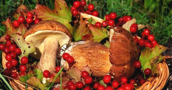 Осенние ягоды в лесу