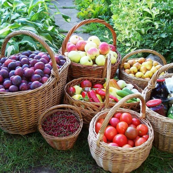 Фрукты в огороде