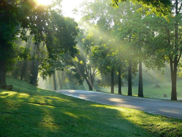 Парк в Америке