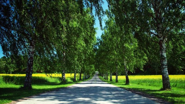 Центральный парк Нью-Йорк пикник