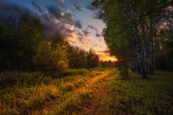 Красивый закат в лесу