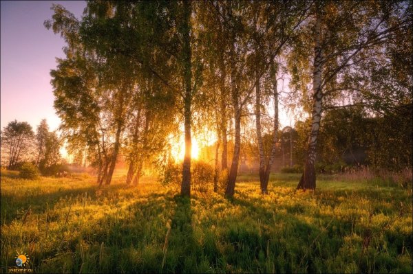 Рассвет в лесу летом