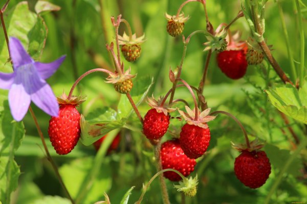 Природа ягоды