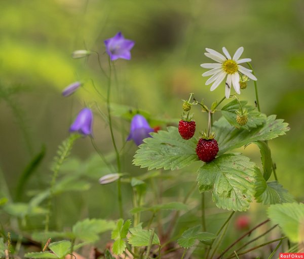Давид земляничник (Тихвинская Ягодница)