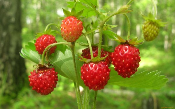 Южные ягоды