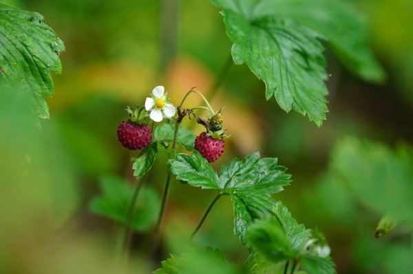 Летние дары природы