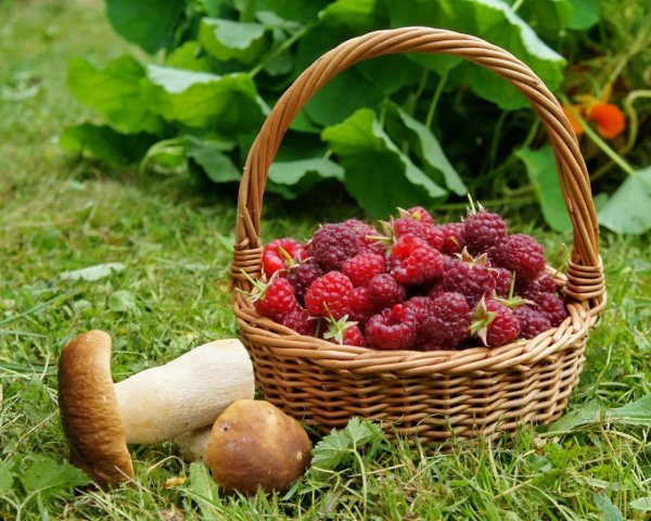 Лето земляника в лесу