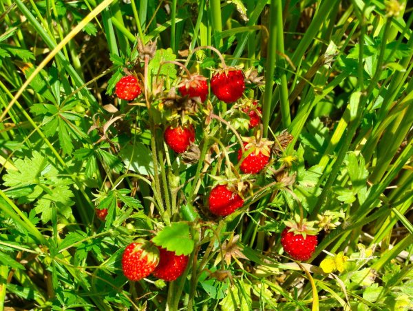 "Земляника Лесная" соседство