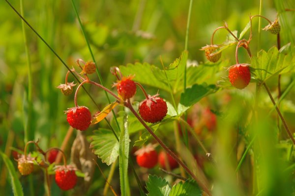 Грибы и ягоды летом