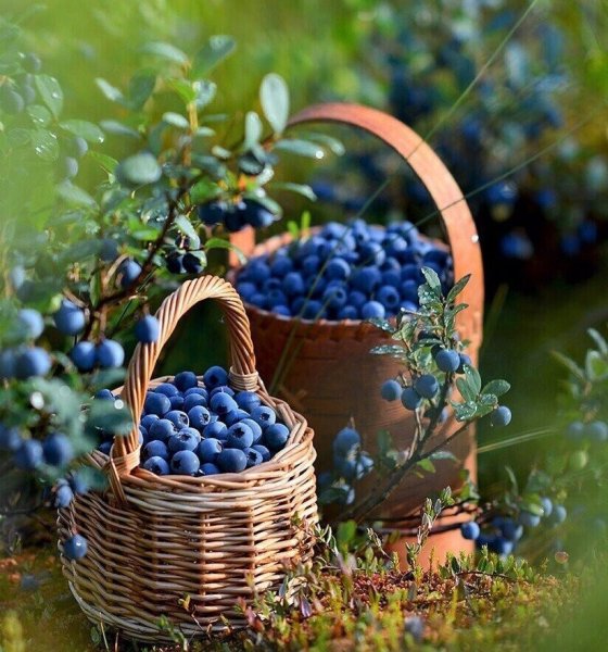 Ракша Земляничная Поляна