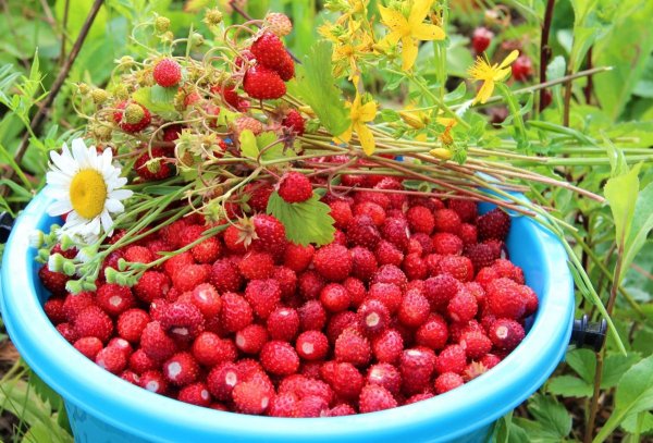 Земляника Лесная Барон