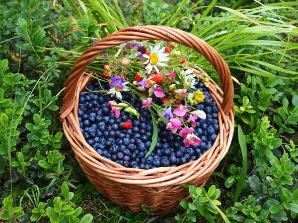 Лесная Земляничная Поляна