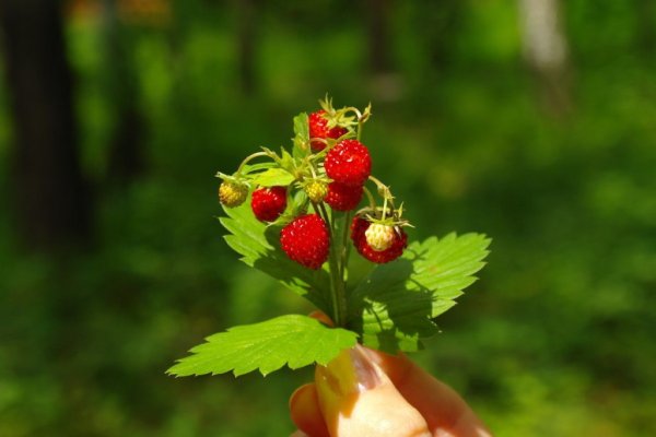 С Лесная Ягодка