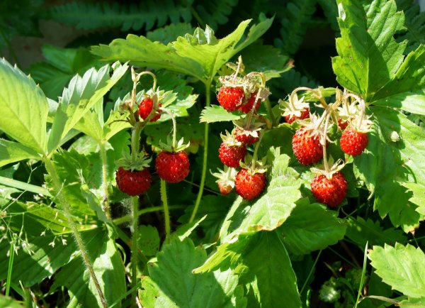 Июнь клубника природа