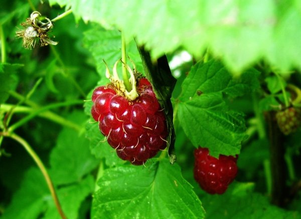 Клубника мелкоплодная Анастасия