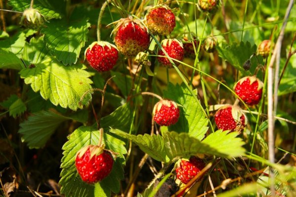 Земляника ремонтантная Александрина