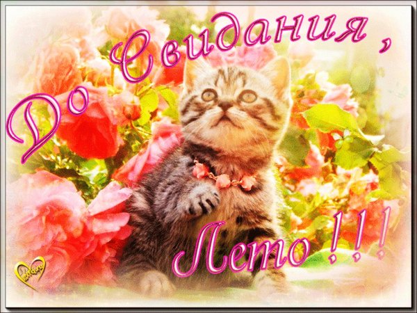 Открытки досвидания лето