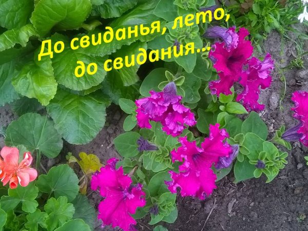 Досвидание лето