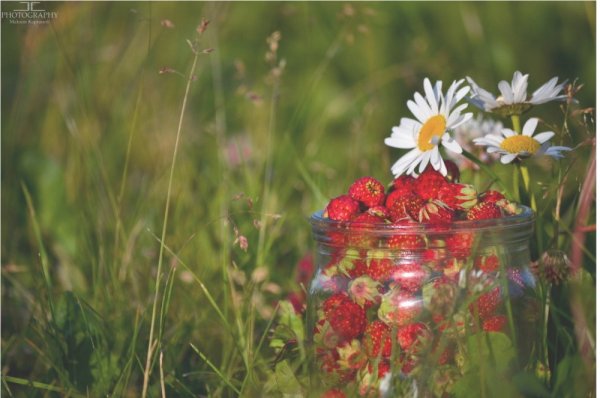 Цветы Прощай лето