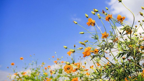 Оранжевые полевые цветы