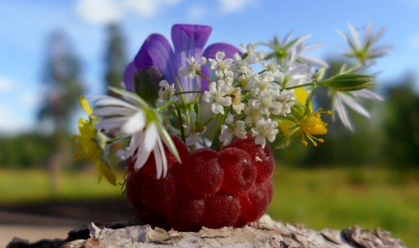 Полевой букет с ягодами