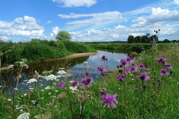 Знойный аромат лета