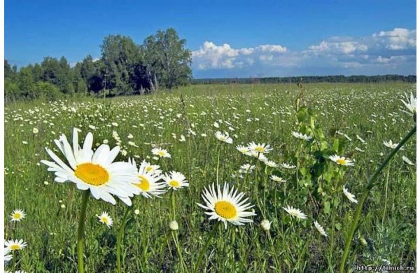 Картинки с добрым утром летние