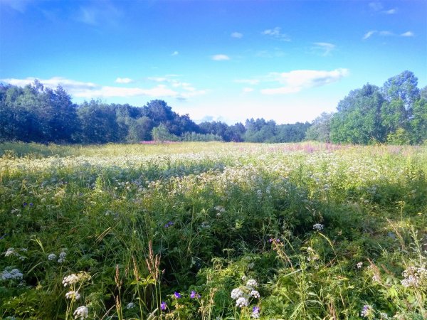 Времена года лето