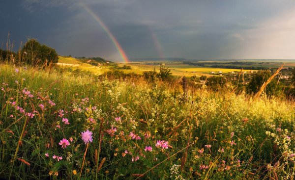 Лес речка солнце