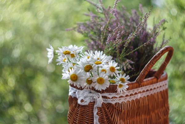 Красота Утренняя Июльская